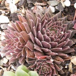 Sempervivum - Dachwurz - Hauswurz